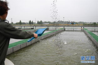 浙江湖州 跑道養魚新變革，畜牧漁業飼料銷售迎契機